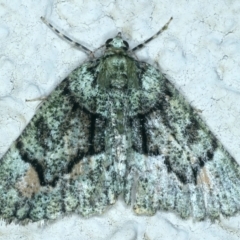 Aeolochroma metarhodata (Tea-tree Emerald) at Ainslie, ACT - 2 Nov 2021 by jb2602