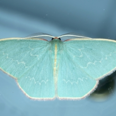 Chlorocoma dichloraria (Guenee's or Double-fringed Emerald) at Ainslie, ACT - 2 Nov 2021 by jb2602