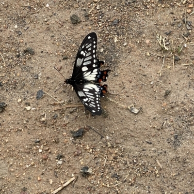 Papilio anactus (Dainty Swallowtail) at West Wodonga, VIC - 4 Nov 2021 by Tar10rat