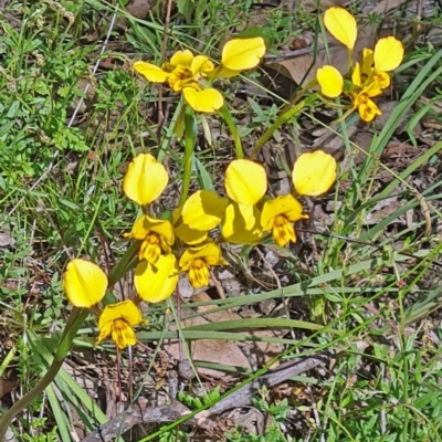 Diuris nigromontana (Black Mountain Leopard Orchid) at Molonglo Valley, ACT - 2 Nov 2021 by galah681