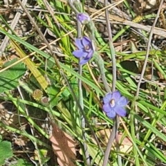 Thelymitra sp. (A Sun Orchid) at Point 5204 - 2 Nov 2021 by galah681