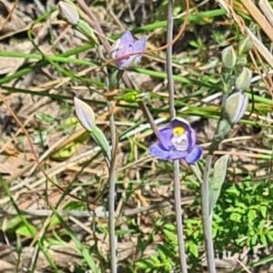 Thelymitra (Genus) at Undefined Area - suppressed