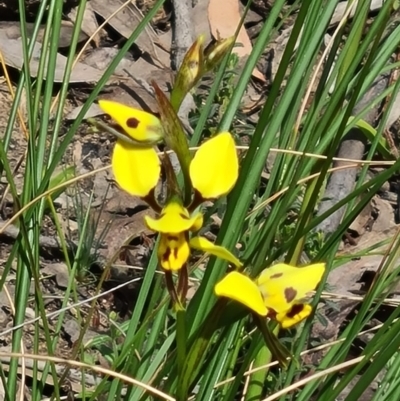 Diuris sulphurea (Tiger Orchid) at Acton, ACT - 1 Nov 2021 by galah681
