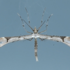 Sinpunctiptilia emissalis (Speedwell Pterror) at Ainslie, ACT - 2 Nov 2021 by jbromilow50