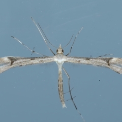 Sinpunctiptilia emissalis at Ainslie, ACT - 2 Nov 2021