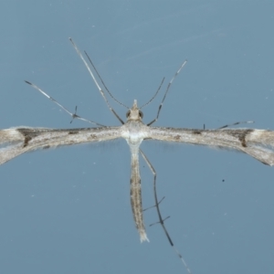 Sinpunctiptilia emissalis at Ainslie, ACT - 2 Nov 2021