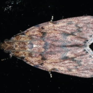 Mimaglossa nauplialis and habitalis at Ainslie, ACT - 2 Nov 2021