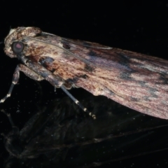 Mimaglossa nauplialis and habitalis at Ainslie, ACT - 2 Nov 2021