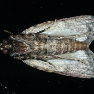 Mimaglossa nauplialis and habitalis at Ainslie, ACT - 2 Nov 2021