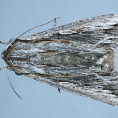 Persectania ewingii (Southern Armyworm) at Ainslie, ACT - 1 Nov 2021 by jb2602