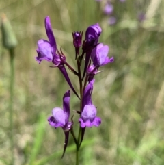 Linaria pelisseriana (Pelisser's Toadflax) at Hackett, ACT - 31 Oct 2021 by Cath22