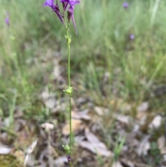 Linaria pelisseriana at Hackett, ACT - 31 Oct 2021