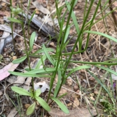 Linaria pelisseriana at Hackett, ACT - 31 Oct 2021 12:48 PM