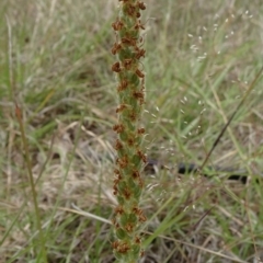 Plantago varia (Native Plaintain) at Monash, ACT - 3 Nov 2021 by JanetRussell