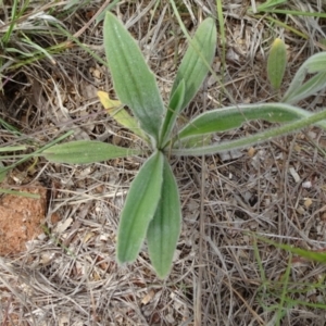 Plantago varia at Monash, ACT - 3 Nov 2021 01:05 PM