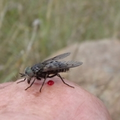 Dasybasis sp. (genus) (A march fly) at Monash, ACT - 3 Nov 2021 by JanetRussell