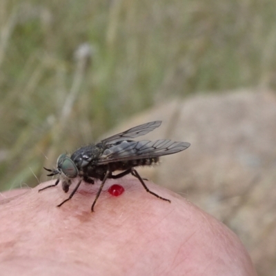 Dasybasis sp. (genus) (A march fly) at Monash Grassland - 3 Nov 2021 by JanetRussell