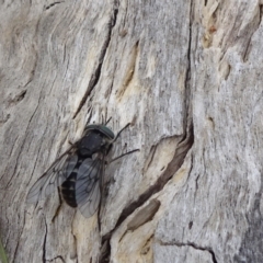 Dasybasis sp. (genus) at Monash, ACT - 3 Nov 2021