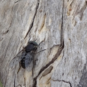 Dasybasis sp. (genus) at Monash, ACT - 3 Nov 2021 01:00 PM