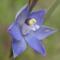 Thelymitra peniculata (Blue Star Sun-orchid) at MTR591 at Gundaroo - 3 Nov 2021 by MaartjeSevenster