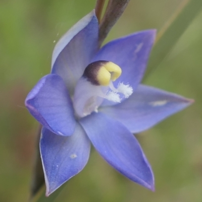 Thelymitra peniculata (Blue Star Sun-orchid) at MTR591 at Gundaroo - 3 Nov 2021 by MaartjeSevenster