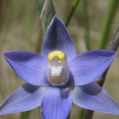 Thelymitra peniculata at Gundaroo, NSW - 3 Nov 2021