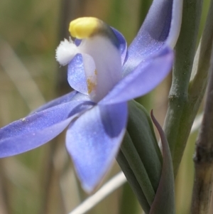 Thelymitra peniculata at Gundaroo, NSW - 3 Nov 2021