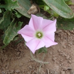 Convolvulus angustissimus subsp. angustissimus (Australian Bindweed) at Monash Grassland - 3 Nov 2021 by JanetRussell