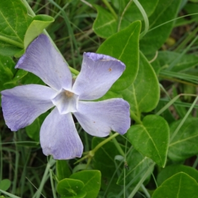 Vinca major (Blue Periwinkle) at Monash, ACT - 3 Nov 2021 by JanetRussell