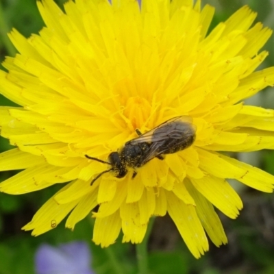 Lasioglossum (Chilalictus) lanarium (Halictid bee) at Tuggeranong Creek to Monash Grassland - 3 Nov 2021 by JanetRussell