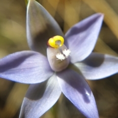 Thelymitra peniculata at Cook, ACT - 2 Nov 2021