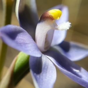 Thelymitra peniculata at Cook, ACT - 2 Nov 2021