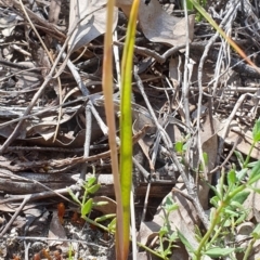 Thelymitra peniculata at Cook, ACT - 2 Nov 2021