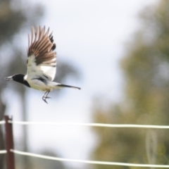 Cracticus nigrogularis (Pied Butcherbird) at Coree, ACT - 20 Oct 2021 by Harrisi