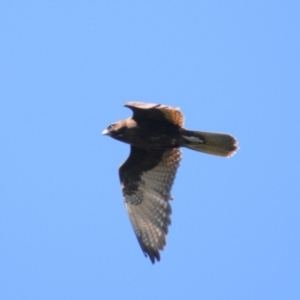 Falco berigora at Stromlo, ACT - 2 Nov 2021