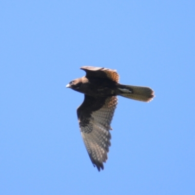 Falco berigora (Brown Falcon) at Stromlo, ACT - 2 Nov 2021 by Harrisi