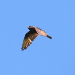 Falco berigora at Stromlo, ACT - 2 Nov 2021