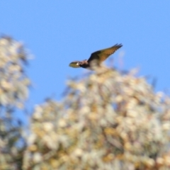 Falco berigora at Stromlo, ACT - 2 Nov 2021