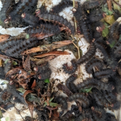 Epicoma melanosticta (Common Epicoma) at Hackett, ACT - 5 Nov 2021 by WalterEgo