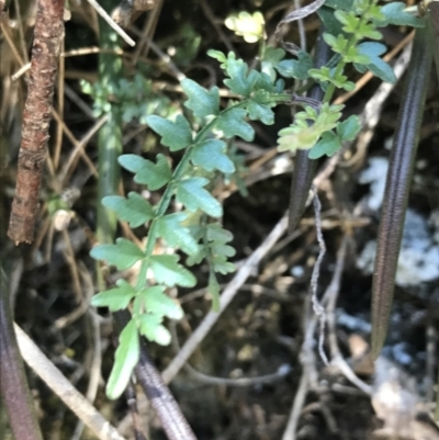 Pandorea pandorana (Wonga Wonga Vine) at Goulburn Mulwaree Council - 31 Oct 2021 by Tapirlord