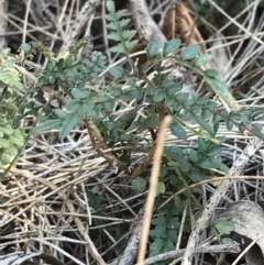 Pandorea pandorana at Bungonia, NSW - 31 Oct 2021 01:22 PM