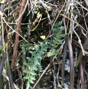 Pandorea pandorana at Bungonia, NSW - 31 Oct 2021 01:22 PM