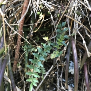 Pandorea pandorana at Bungonia, NSW - 31 Oct 2021 01:22 PM