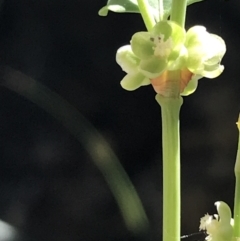 Muehlenbeckia rhyticarya (Wrinkle-nut Lignum) at Bungonia State Conservation Area - 31 Oct 2021 by Tapirlord