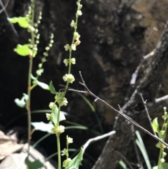 Muehlenbeckia rhyticarya at Bungonia, NSW - 31 Oct 2021 01:38 PM