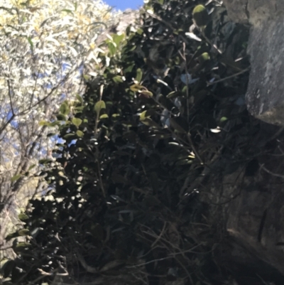 Ficus rubiginosa (Port Jackson or Rusty Fig) at Bungonia, NSW - 31 Oct 2021 by Tapirlord