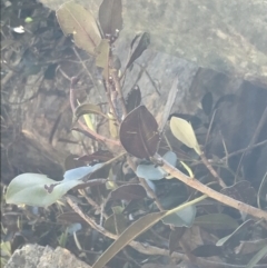 Ficus rubiginosa at Bungonia, NSW - 31 Oct 2021