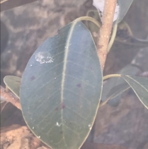 Ficus rubiginosa at Bungonia, NSW - 31 Oct 2021