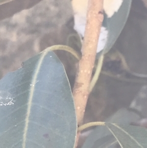 Ficus rubiginosa at Bungonia, NSW - 31 Oct 2021