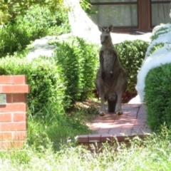 Macropus giganteus (Eastern Grey Kangaroo) at Narrabundah, ACT - 2 Nov 2021 by RobParnell